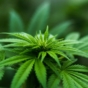Cannabis plant