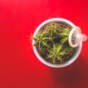 Spiky cactus with condom