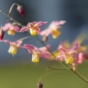 Horny goat weed plant