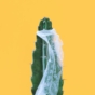 Cactus with a condom