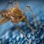 Mosquito landing on fabric