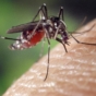 Mosquito biting skin