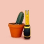 Cactus measured by measuring tape