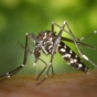 Mosquito feeding on skin