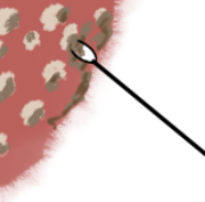 Opened lesion graphic